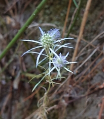 Eryngium tenue
