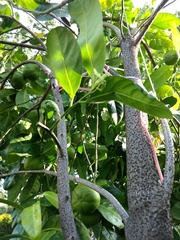 Diospyros nigra