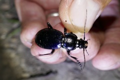 Carabus scheidleri