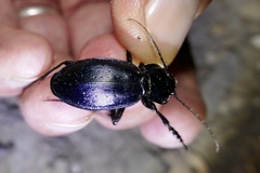 Carabus scheidleri