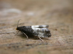 Notocelia cynosbatella