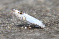 Paraleucoptera albella