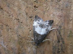 Notocelia cynosbatella