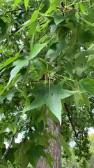 Liquidambar styraciflua