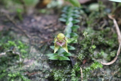 Dichaea neglecta