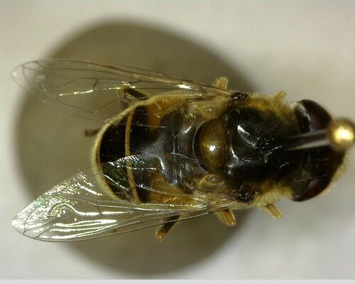 iNaturalist observation photo of Black-footed Drone Fly