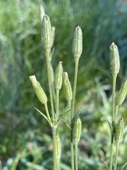 Silene invisa
