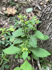 Scutellaria pseudoserrata