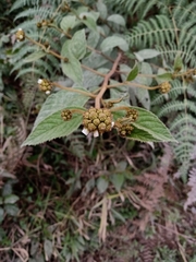 Varronia polycephala