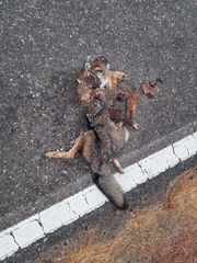 Lycalopex gymnocercus