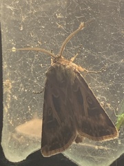 Agrotis vestigialis