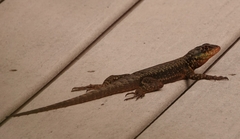 Tropidurus catalanensis