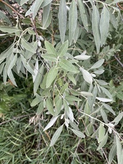 Elaeagnus angustifolia
