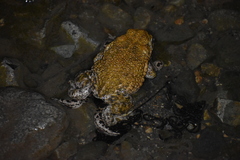 Rhinella limensis
