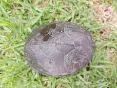 Kinosternon hirtipes murrayi