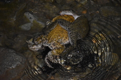 Rhinella limensis