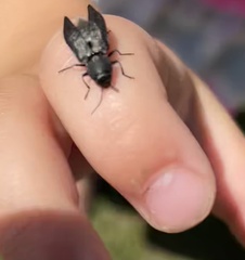 Melanophila acuminata