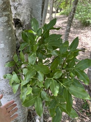 Melicoccus bijugatus