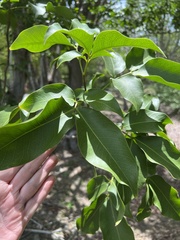 Melicoccus bijugatus