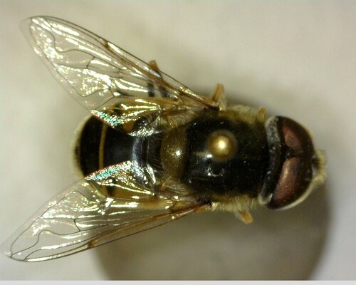 iNaturalist observation photo of Black-footed Drone Fly