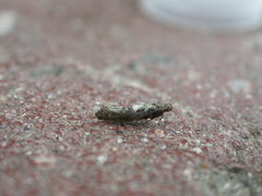Acrolepiopsis assectella