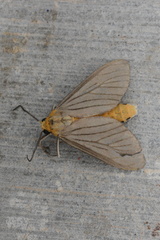 Biturix venosata