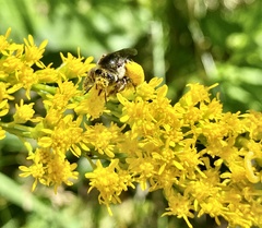 Melissodes illatus