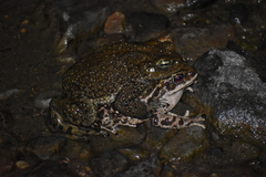 Rhinella limensis