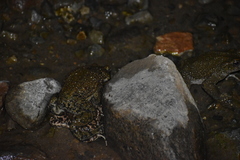 Rhinella limensis