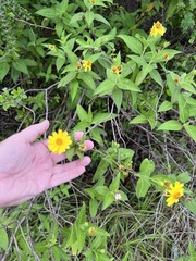 Wedelia calycina