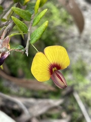 Bossiaea cinerea