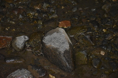 Rhinella limensis