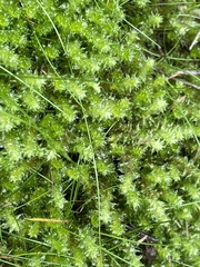 Ptychomnion aciculare