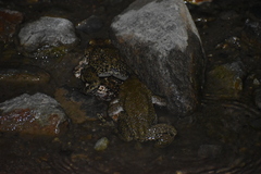 Rhinella limensis