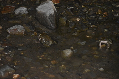 Rhinella limensis