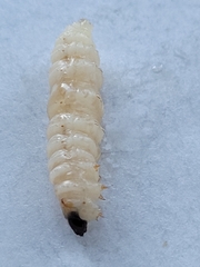 Eichlinia cucurbitae