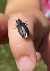 Melanophila acuminata