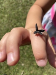 Melanophila acuminata