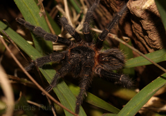 Homoeomma uruguayense