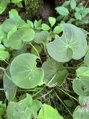 Parnassia asarifolia
