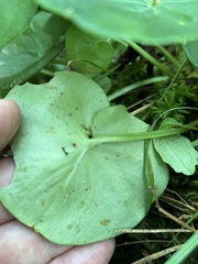 Parnassia asarifolia