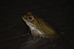 Rhinella limensis