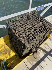 Molgula manhattensis