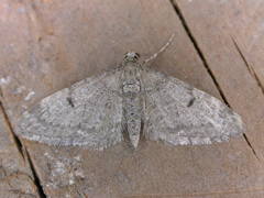 Eupithecia indigata