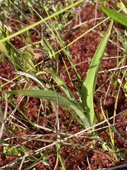 Platanthera blephariglottis