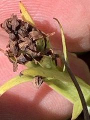 Platanthera blephariglottis