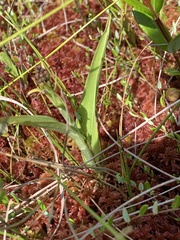 Platanthera blephariglottis