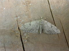 Eupithecia indigata