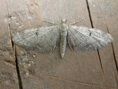 Eupithecia indigata