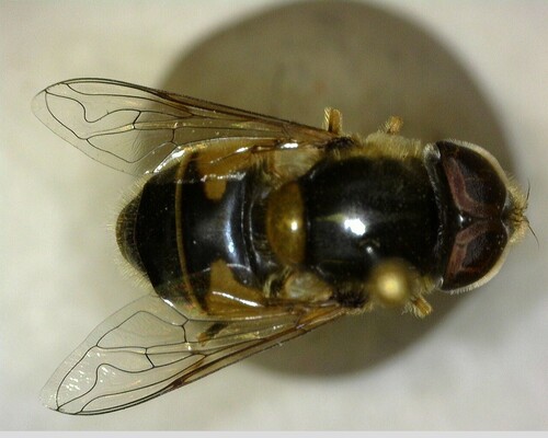 iNaturalist observation photo of Black-footed Drone Fly
